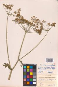 Heracleum sphondylium L., Eastern Europe, West Ukrainian region (E13) (Ukraine)