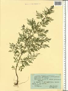 Artemisia annua L., Eastern Europe, Middle Volga region (E8) (Russia)