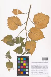 Physalis peruviana L., Eastern Europe, Moscow region (E4a) (Russia)