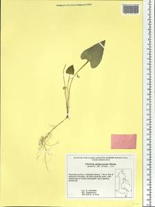 Viola phalacrocarpa Maxim., Siberia, Russian Far East (S6) (Russia)