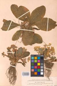 Primula vulgaris Huds., Western Europe (EUR) (Romania)