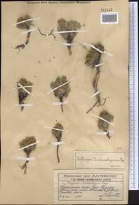 Oxytropis trichocalycina Bunge, Middle Asia, Western Tian Shan & Karatau (M3) (Kazakhstan)