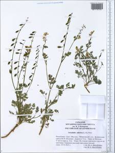 Corydalis sibirica (L. fil.) Pers., Siberia, Yakutia (S5) (Russia)