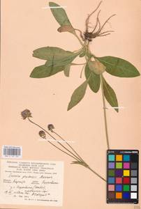 Succisa pratensis Moench, Eastern Europe, West Ukrainian region (E13) (Ukraine)