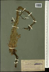 Papaver armeniacum subsp. armeniacum, Caucasus, Azerbaijan (K6) (Azerbaijan)