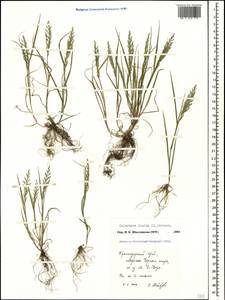 Catapodium rigidum (L.) C.E.Hubb., Caucasus, Black Sea Shore (from Novorossiysk to Adler) (K3) (Russia)