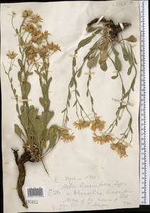 Rhinactinidia limoniifolia (Less.) Novopokr. ex Botsch., Middle Asia, Dzungarian Alatau & Tarbagatai (M5) (Kazakhstan)