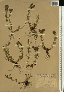 Veronica prostrata L., Eastern Europe, Central forest-and-steppe region (E6) (Russia)