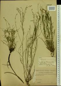 Astragalus austriacus Jacq., Eastern Europe, Lower Volga region (E9) (Russia)