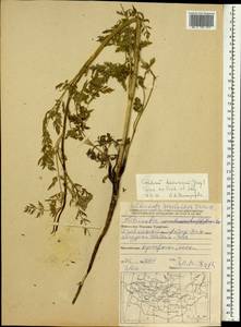 Cnidium dauricum (Jacq.) Turcz. ex Fisch. & C. A. Mey., Mongolia (MONG) (Mongolia)
