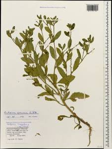 Euclidium syriacum (L.) W. T. Aiton, Caucasus, Stavropol Krai, Karachay-Cherkessia & Kabardino-Balkaria (K1b) (Russia)