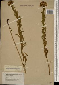 Galatella sedifolia subsp. dracunculoides (Lam.) Greuter, Caucasus, Stavropol Krai, Karachay-Cherkessia & Kabardino-Balkaria (K1b) (Russia)