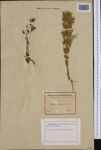 Centaurium erythraea Rafn, Western Europe (EUR) (France)