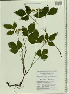 Rubus saxatilis L., Eastern Europe, Northern region (E1) (Russia)