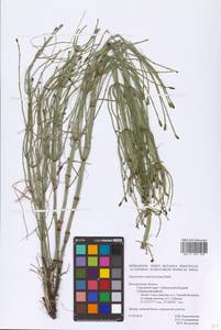 Equisetum ramosissimum Desf., Eastern Europe, Central forest-and-steppe region (E6) (Russia)