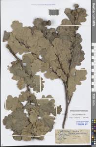 Quercus robur L., Middle Asia, Caspian Ustyurt & Northern Aralia (M8) (Kazakhstan)