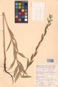 Oenothera villosa Thunb., Eastern Europe, Lower Volga region (E9) (Russia)