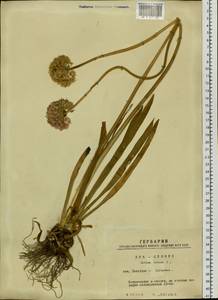 Allium nutans L., Siberia, Western Siberia (S1) (Russia)