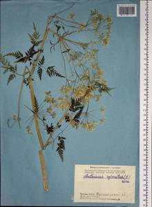 Anthriscus sylvestris (L.) Hoffm., Siberia, Altai & Sayany Mountains (S2) (Russia)