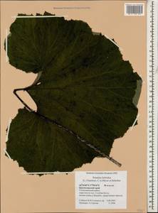 Petasites hybridus (L.) G. Gaertn., B. Mey. & Scherb., Caucasus, Black Sea Shore (from Novorossiysk to Adler) (K3) (Russia)