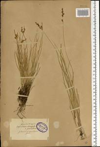 Carex elongata L., Eastern Europe, North-Western region (E2) (Russia)