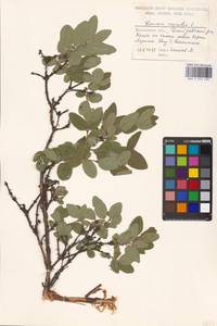 Lonicera caerulea L., Eastern Europe, Moscow region (E4a) (Russia)