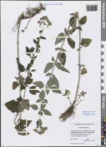 Origanum vulgare L., Eastern Europe, Moscow region (E4a) (Russia)