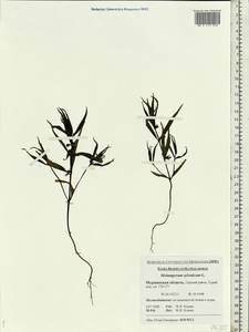 Melampyrum sylvaticum L., Eastern Europe, Northern region (E1) (Russia)