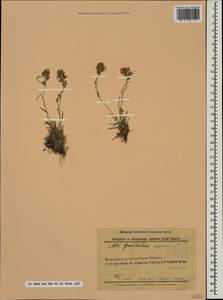 Omalotheca supina (L.) DC., Caucasus, Stavropol Krai, Karachay-Cherkessia & Kabardino-Balkaria (K1b) (Russia)