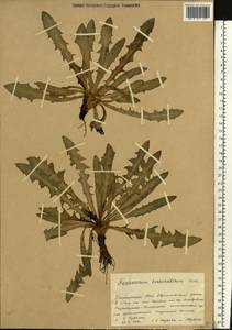 Taraxacum bessarabicum (Hornem.) Hand.-Mazz., Eastern Europe, Eastern region (E10) (Russia)
