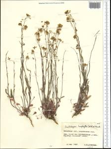 Pseudoarabidopsis toxophylla (M.Bieb.) Al-Shehbaz, O'Kane & R.A. Price, Middle Asia, Northern & Central Kazakhstan (M10) (Kazakhstan)