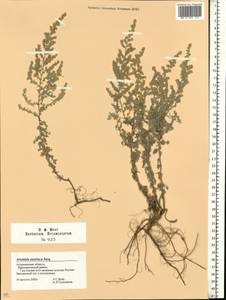 Artemisia austriaca Jacq., Eastern Europe, Lower Volga region (E9) (Russia)