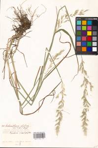 Arrhenatherum elatius (L.) P.Beauv. ex J.Presl & C.Presl., Eastern Europe, Moscow region (E4a) (Russia)