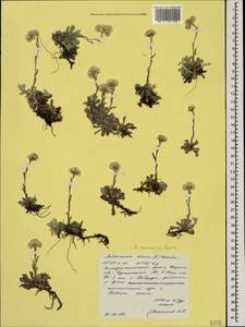 Antennaria caucasica Boriss., Caucasus, Stavropol Krai, Karachay-Cherkessia & Kabardino-Balkaria (K1b) (Russia)