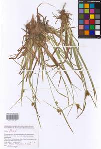 Carex flava L., Eastern Europe, North-Western region (E2) (Russia)