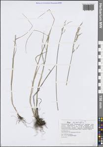 Poa nemoralis L., Siberia, Russian Far East (S6) (Russia)