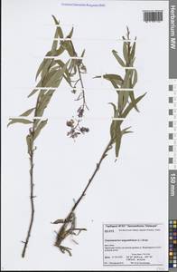 Chamaenerion angustifolium (L.) Scop., Siberia, Central Siberia (S3) (Russia)
