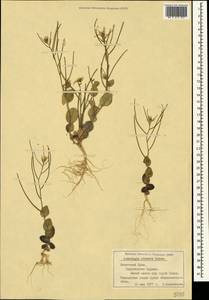 Plagioloba clavata (Boiss.) Khosravi & Eslami-Farouji, Crimea (KRYM) (Russia)