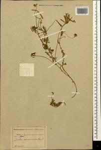 Lotus corniculatus L., Caucasus, Abkhazia (K4a) (Abkhazia)