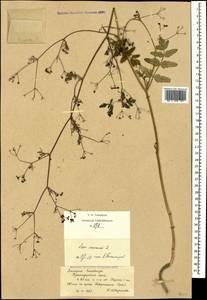 Sison amomum L., Caucasus, Black Sea Shore (from Novorossiysk to Adler) (K3) (Russia)
