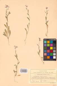 Chorispora tenella (Pall.) DC., Eastern Europe, Central forest-and-steppe region (E6) (Russia)