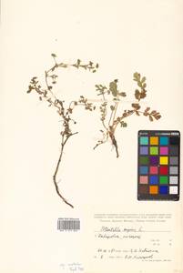 Potentilla supina L., Siberia, Russian Far East (S6) (Russia)