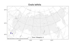Oxalis latifolia Kunth, Atlas of the Russian Flora (FLORUS) (Russia)