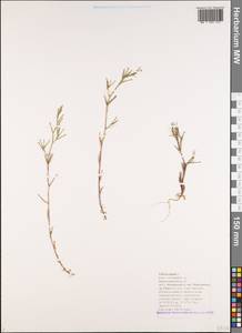 Dianthus nudiflorus Griff., Caucasus, Black Sea Shore (from Novorossiysk to Adler) (K3) (Russia)