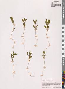 Atriplex gmelinii C.A.Mey. ex Bong., Siberia, Chukotka & Kamchatka (S7) (Russia)