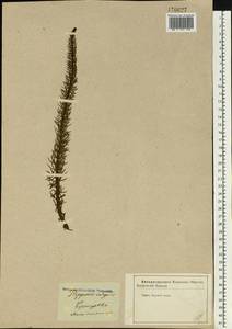 Hippuris vulgaris L., Eastern Europe, Central forest-and-steppe region (E6) (Russia)