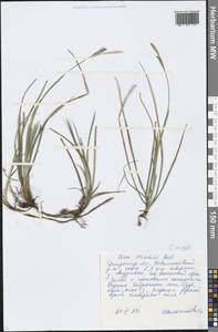 Carex michelii Host, Eastern Europe, South Ukrainian region (E12) (Ukraine)