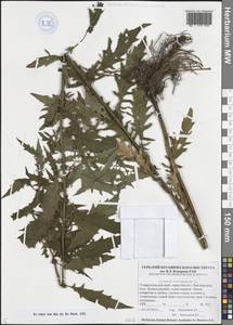 Lycopus europaeus L., Caucasus, Stavropol Krai, Karachay-Cherkessia & Kabardino-Balkaria (K1b) (Russia)