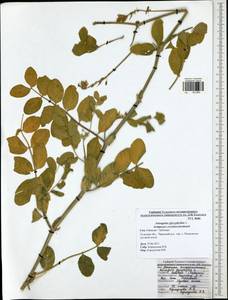 Astragalus glycyphyllos L., Eastern Europe, Central region (E4) (Russia)