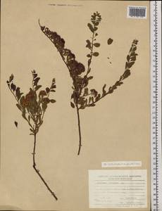 Spiraea crenata L., Siberia, Western Siberia (S1) (Russia)